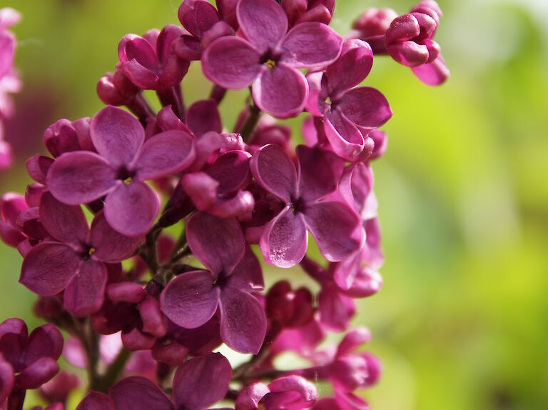 Syringa vulgaris Ludwig Spaeth