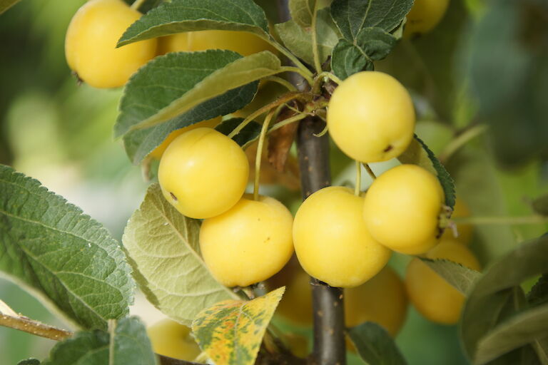 Malus 'Golden Hornet'