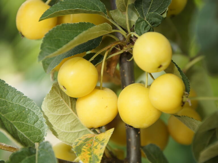 Malus 'Golden Hornet'