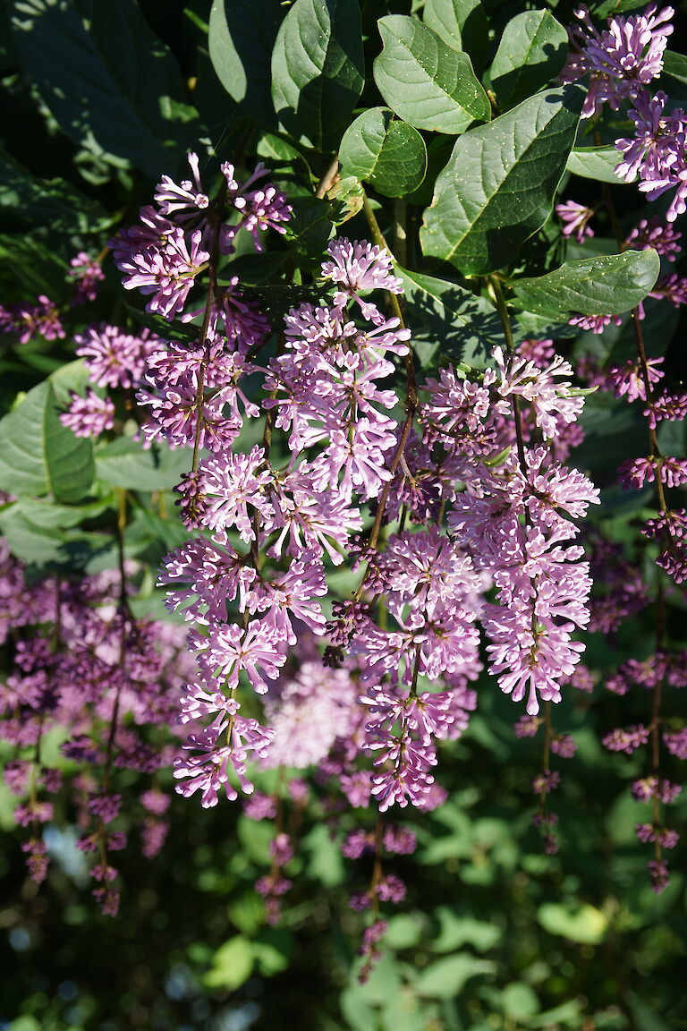 Syringa prestoniae 'Minuet'