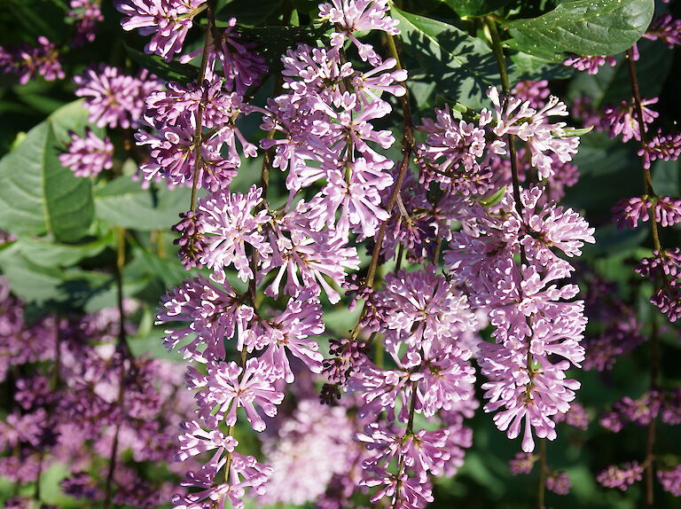 Syringa prestoniae 'Minuet'