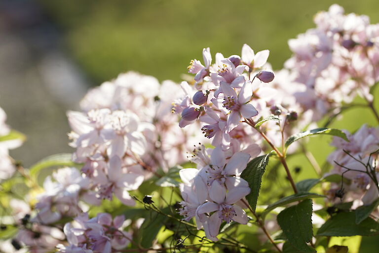 Deutzia Mont Rose