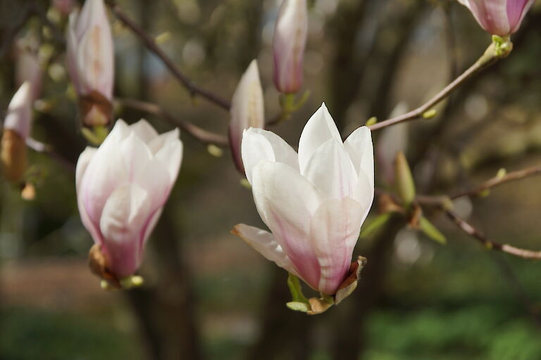 Magnolia soulangeana