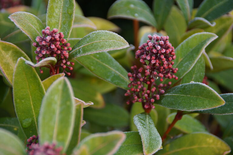 Skimmia japonica Winter