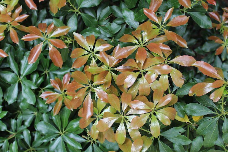 Pieris japonica