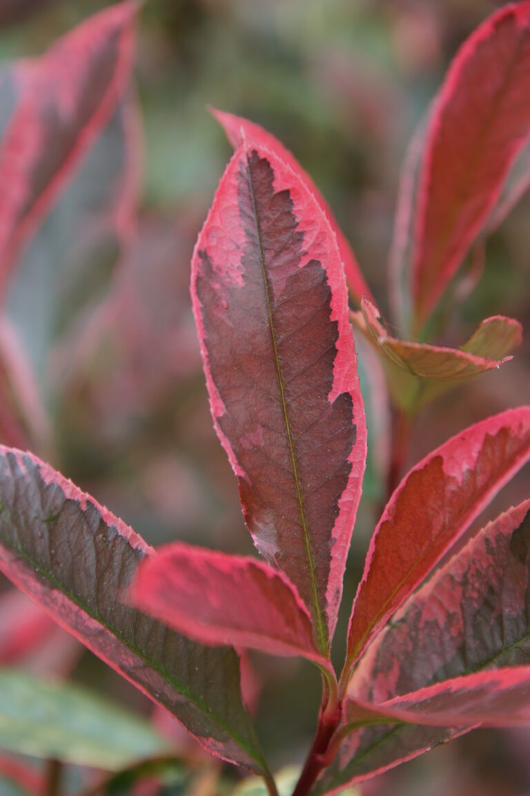 Photinia fraseri 'Pink Marble'