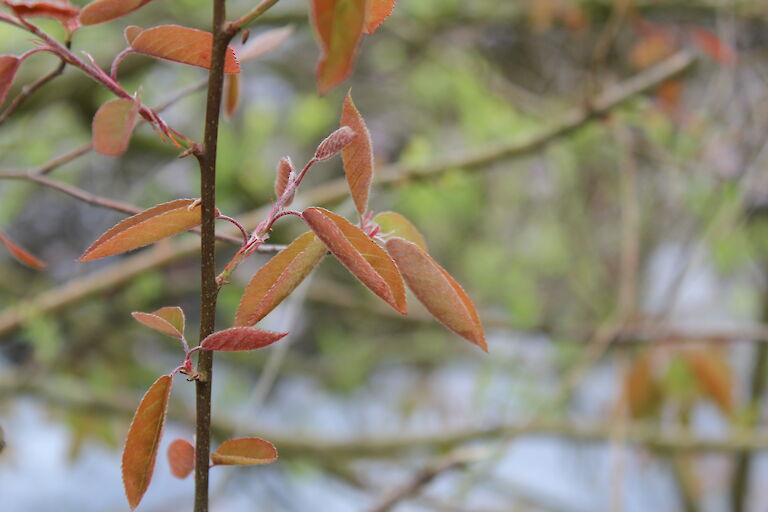 Amelanchier lamarckii