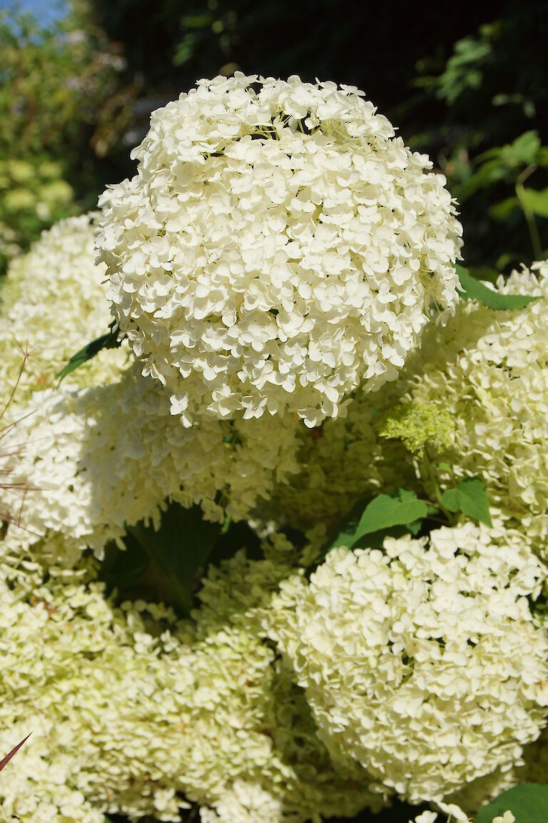 Hydrangea arborescens 'Annabelle'