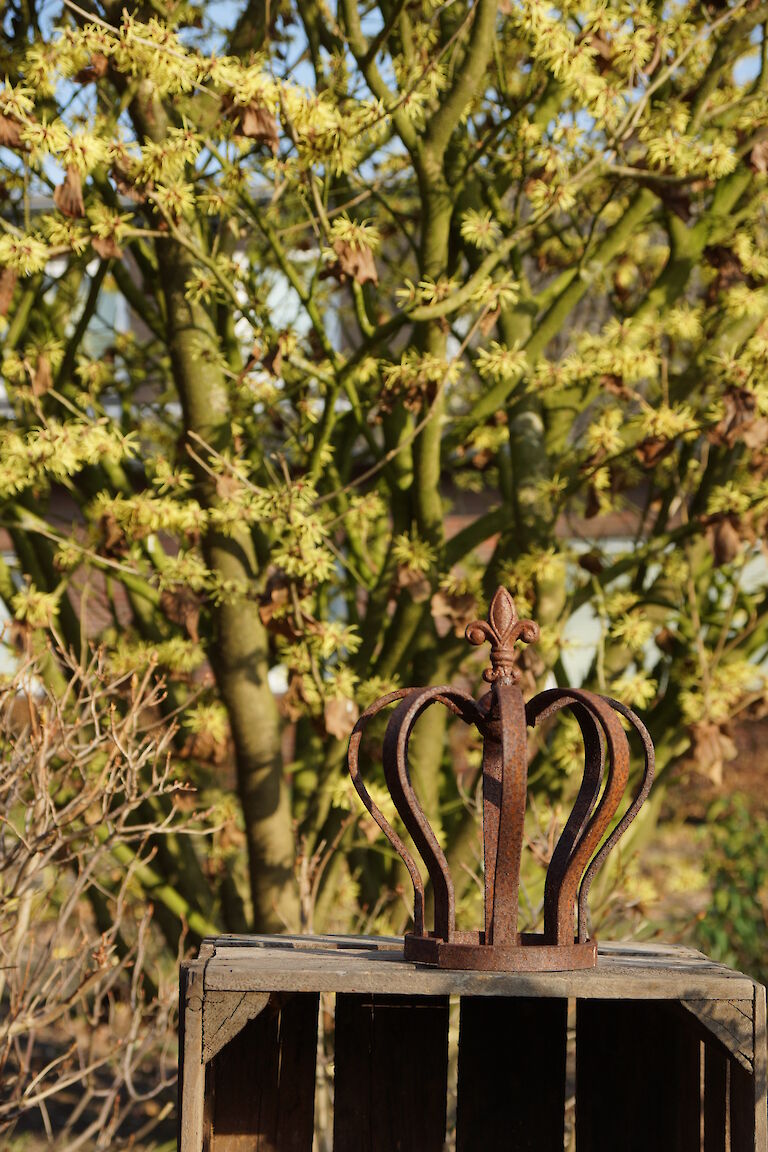 Hamamelis intermedia 'Arnold Promise'