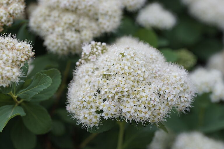 Spiraea japonica Albiflora