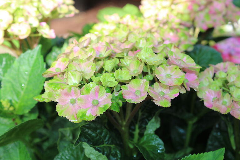 Hydrangea Magical Four Seasons