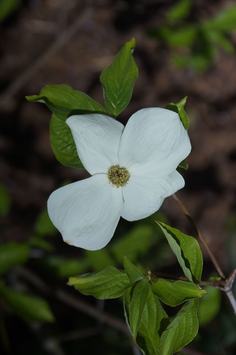 Cornus 'Eddie's White Wonder'