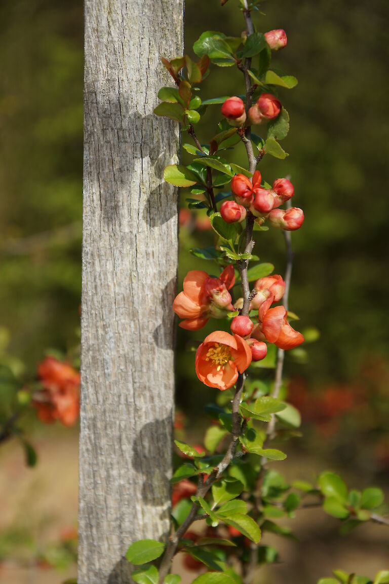 Chaenomelis japonica 'Cido'