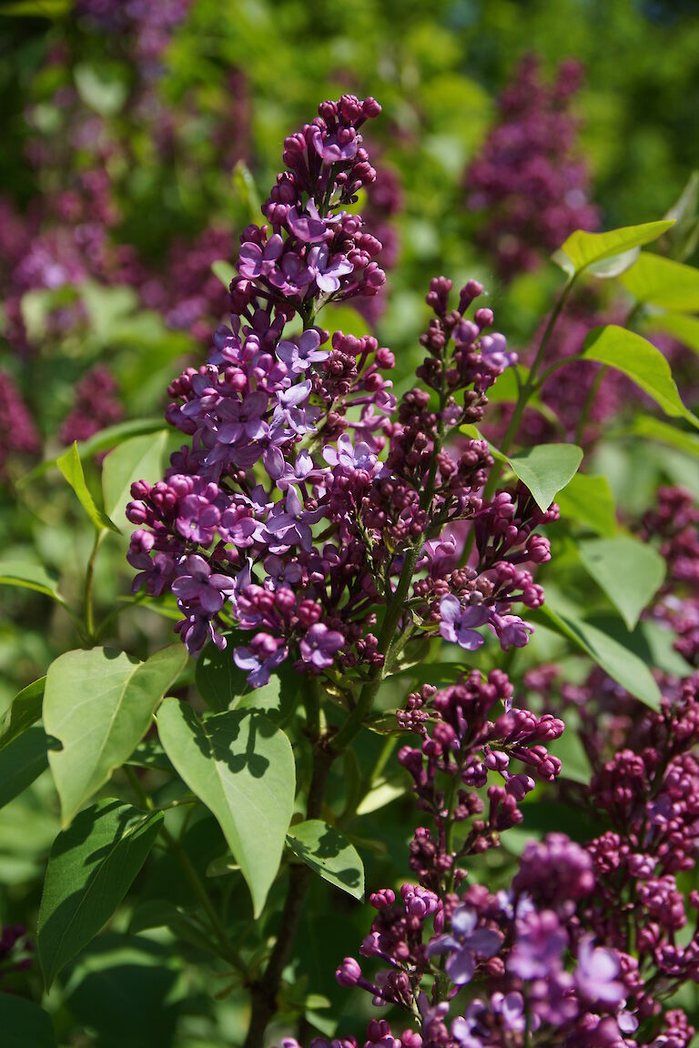 Syringa vulgaris Clarance D v Zandt