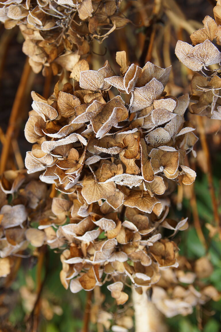 Hydrangea macrophylla Winter