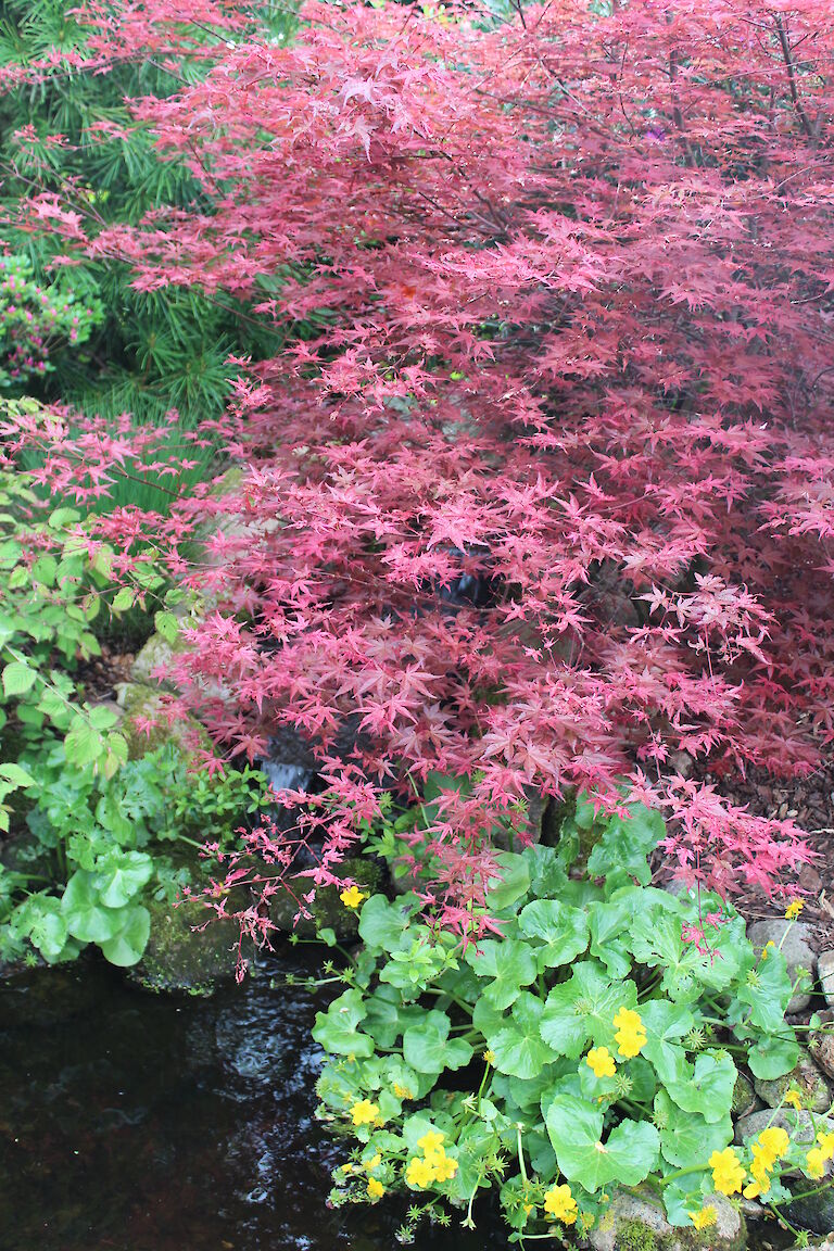 Acer - rot