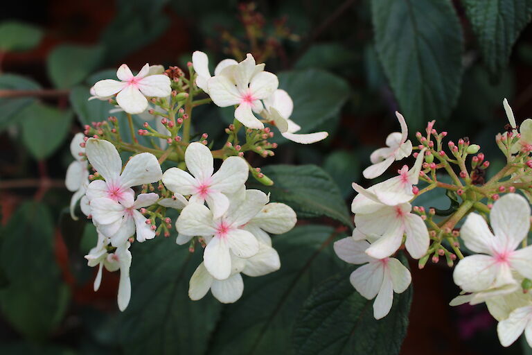 Viburnum plicatum 'Watanabe'