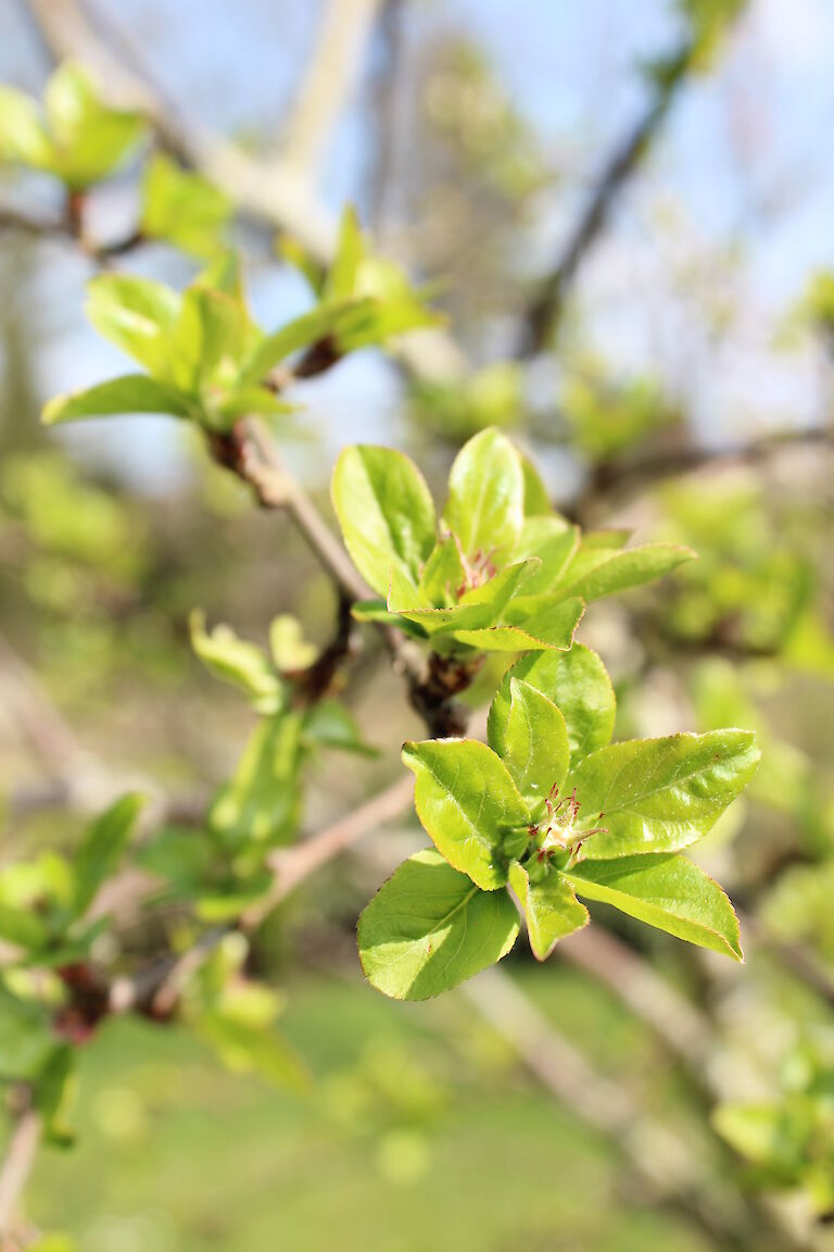 Malus 'Red Sentinel'