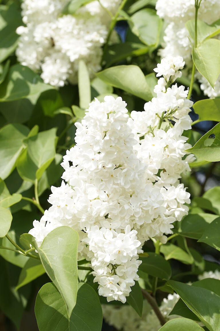 Syringa vulgaris J.F.Kennedy