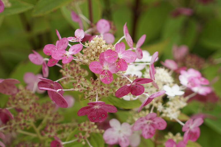 Hydrangea paniculata Early Sensation