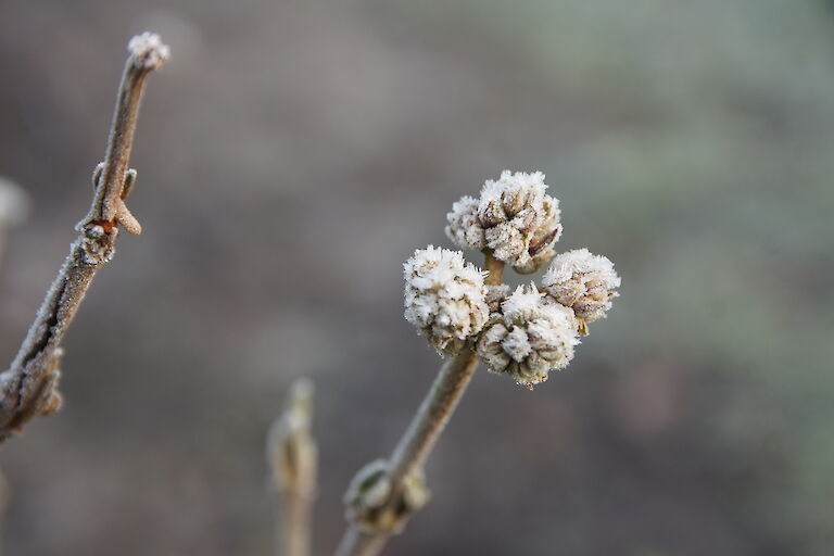 Viburnum opulus 'Eskimo' Winter