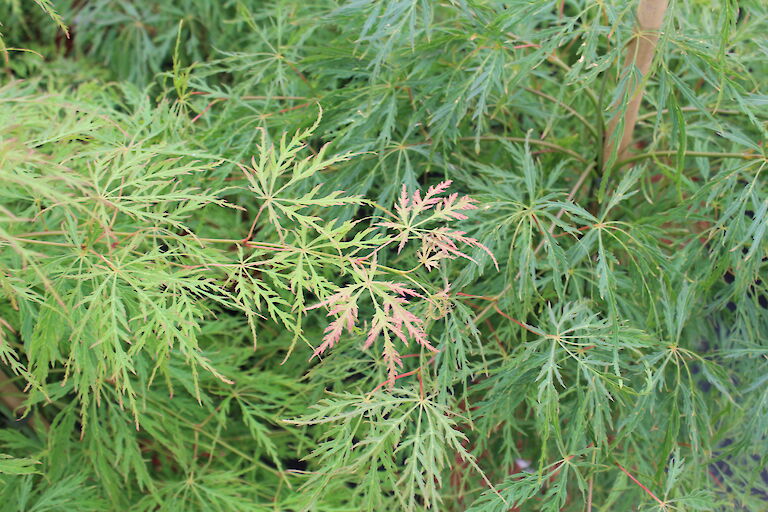 Acer palmatum 'Dissectum'