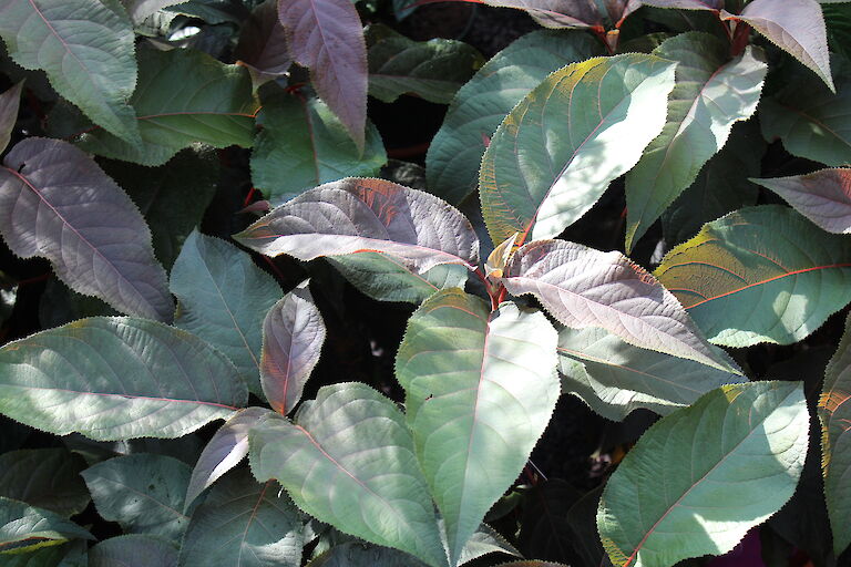 Hydrangea aspera 'Hot Chocolate'