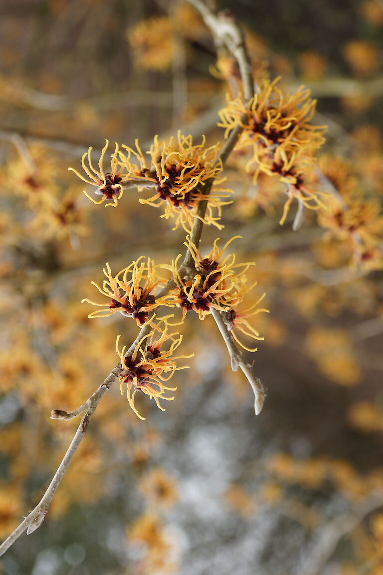 Hamamelis intermedia 'Barmstedt Gold'