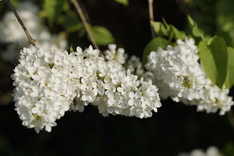 Syringa vulgaris Mme Florent Stepman