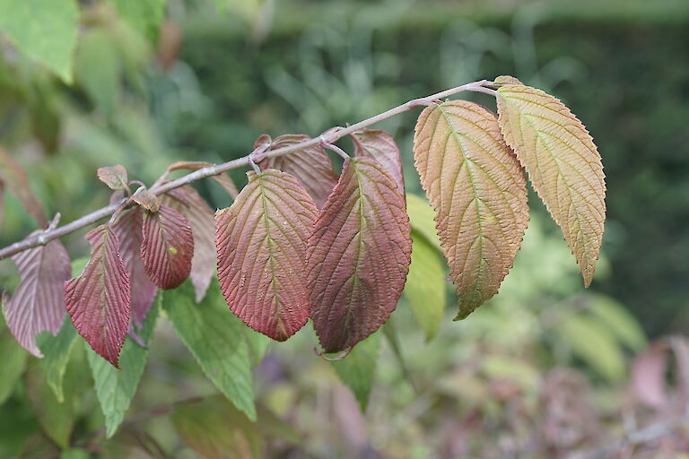 Viburnum plicatum Mariesii