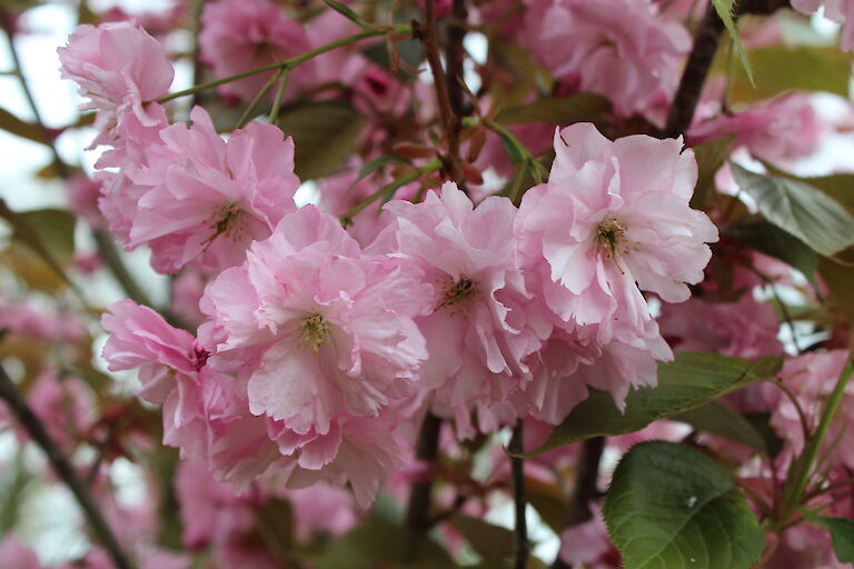 Prunus serrulata 'Kanzan'