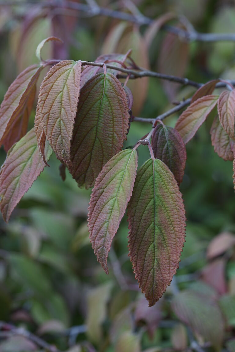 Viburnum plicatum Mariesii