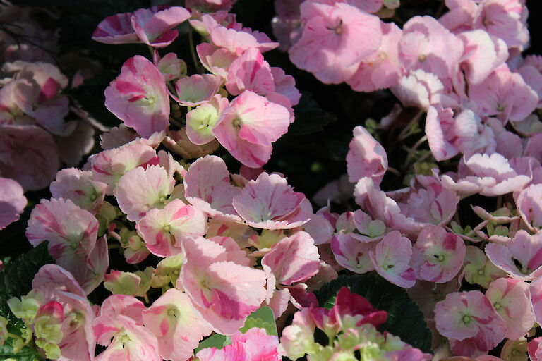 Hydrangea macrophylla