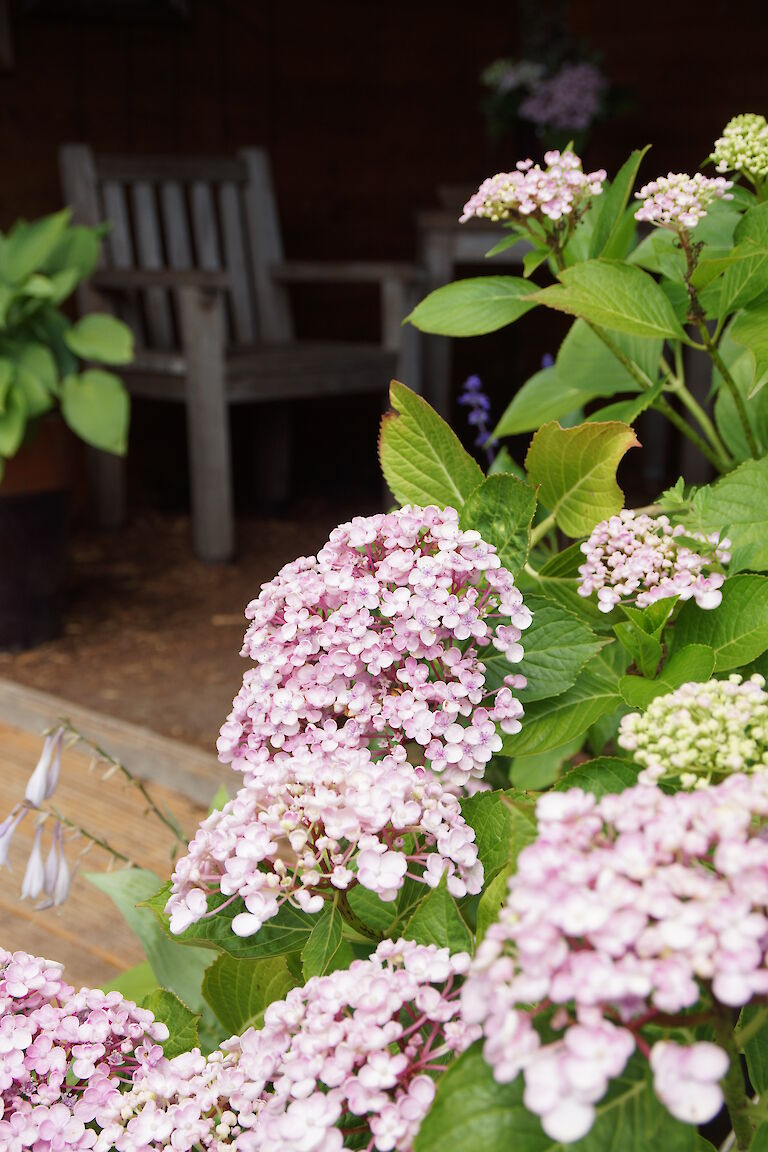 Hydrangea macrophylla