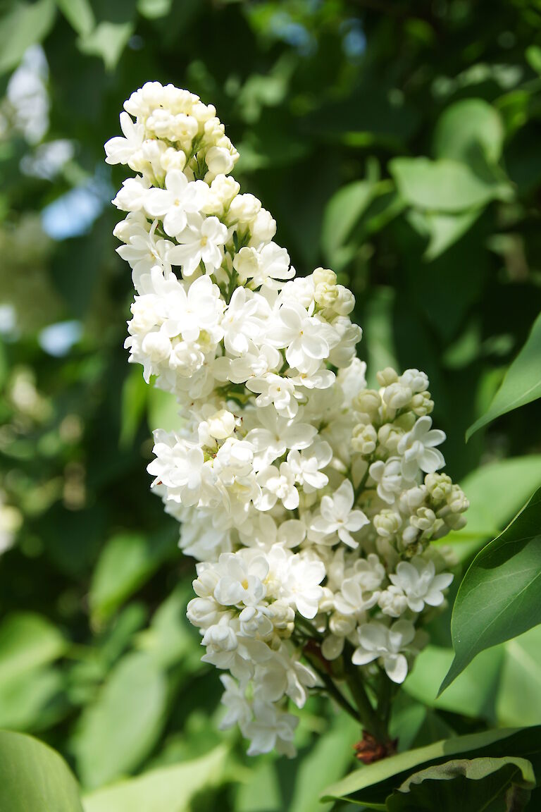 Syringa vulgaris 'J. F. Kennedy'