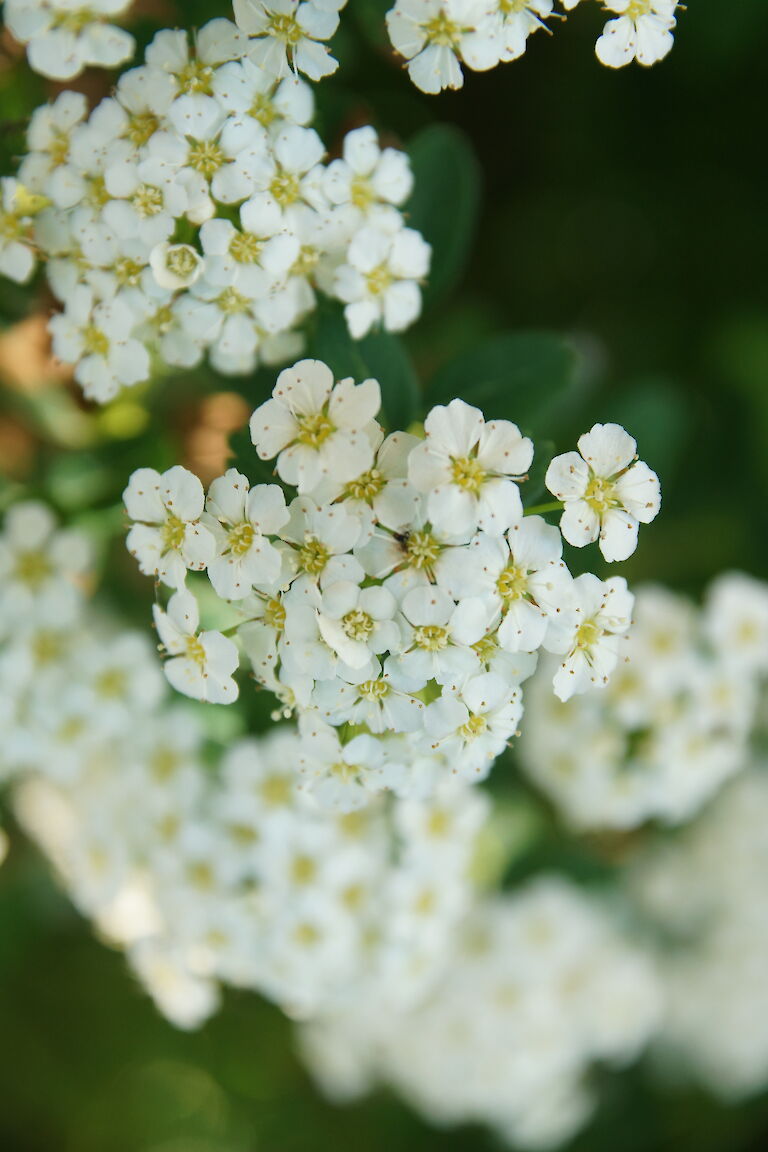 Spiraea arguta