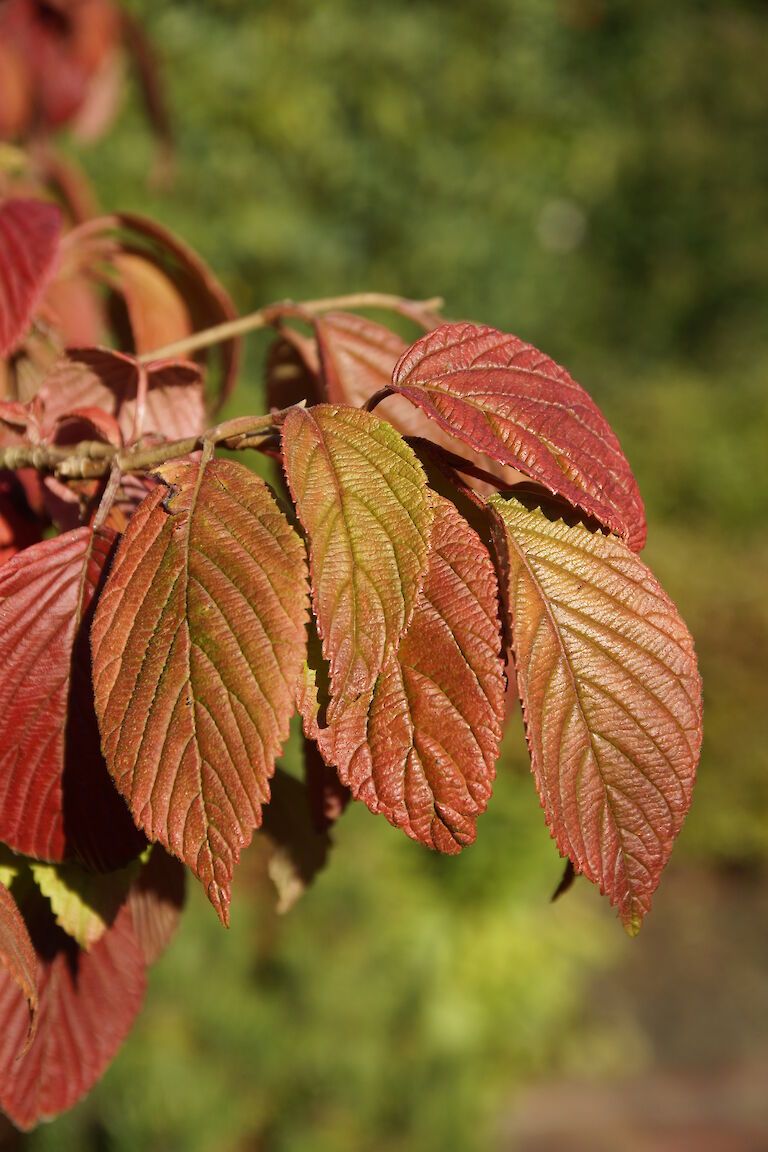 Viburnum plicatum 'Mariesii'