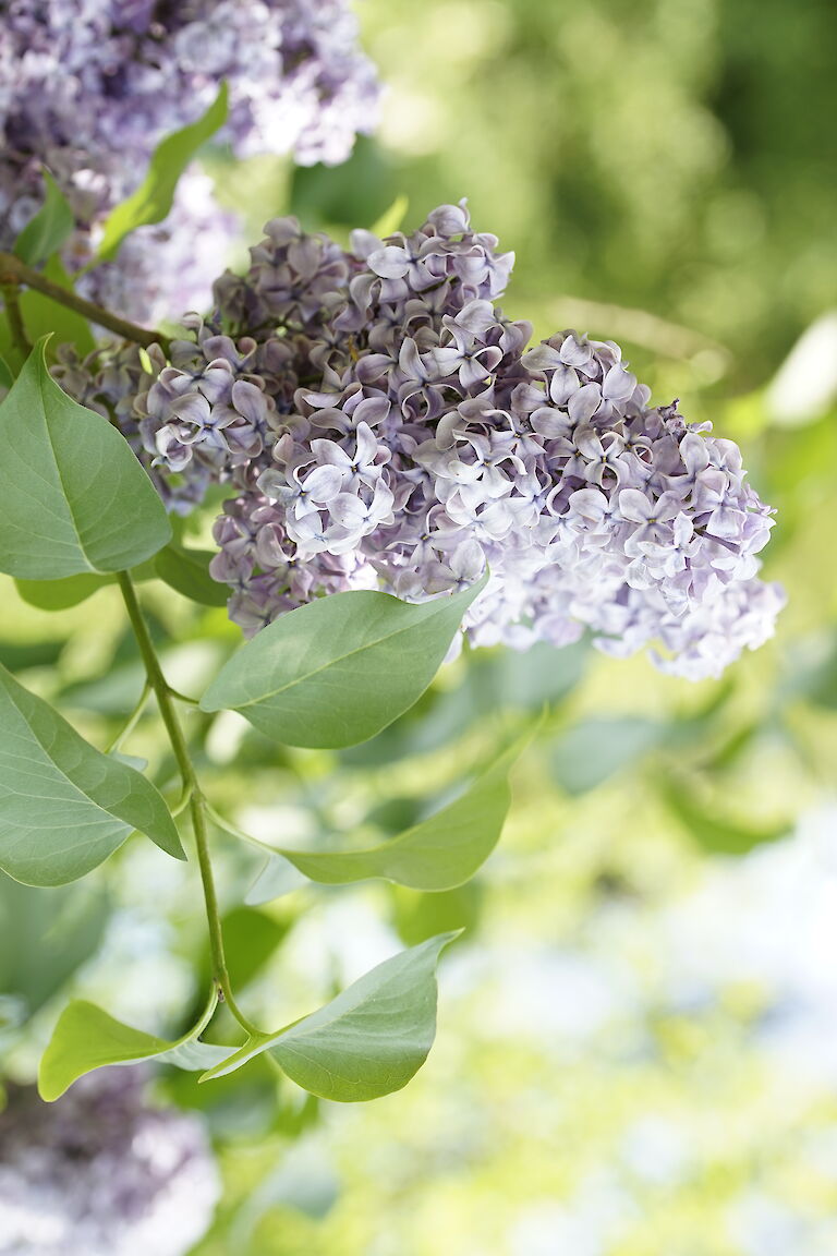 Syringa vulgaris Amor