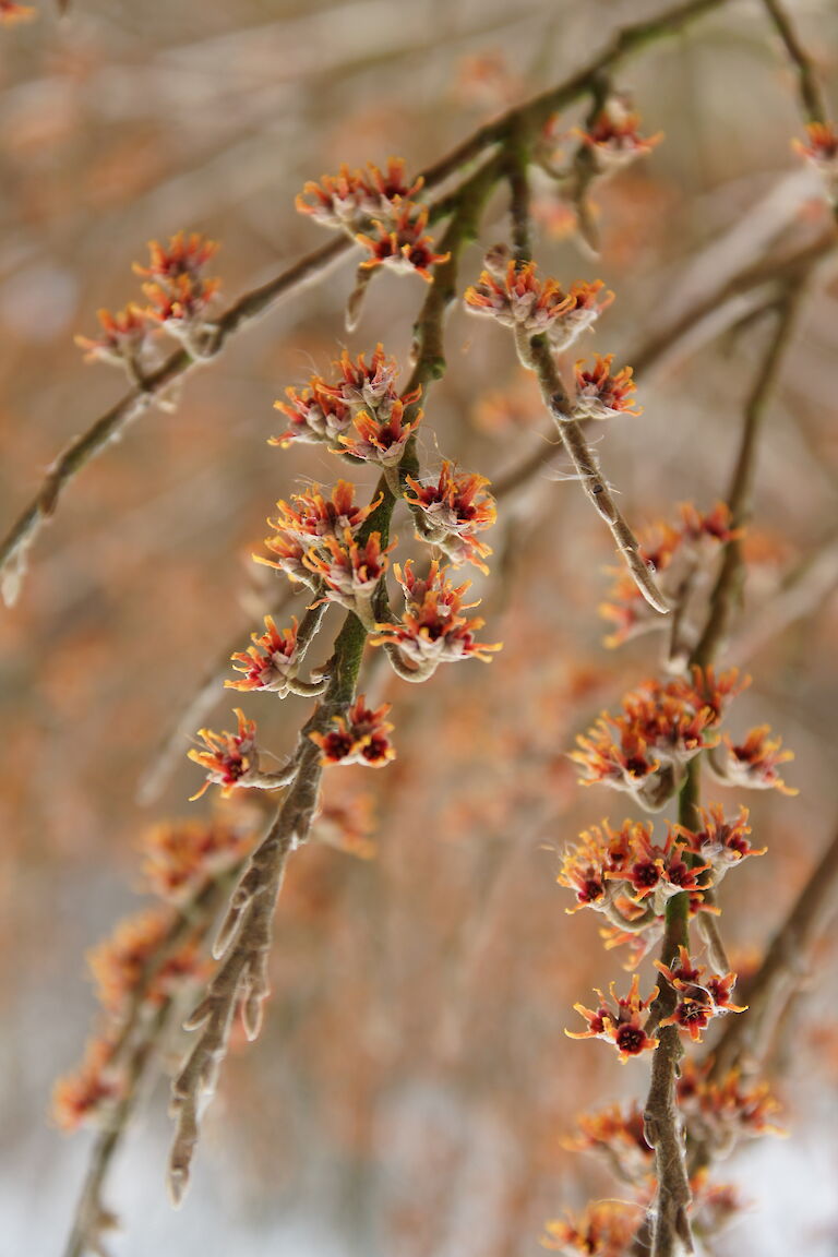 Hamamelis vernalis 'Quasimodo'