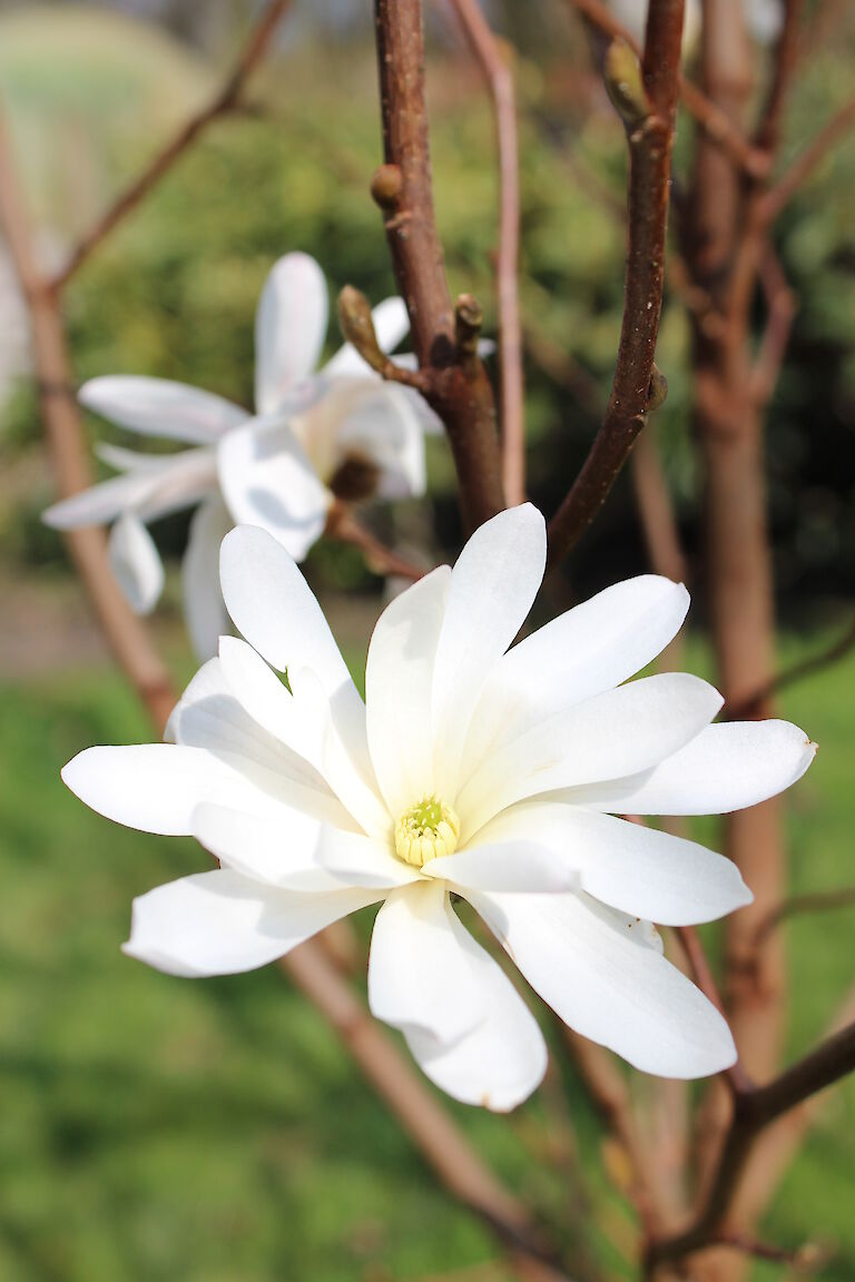 Magnolia stellata 'Royal Star'