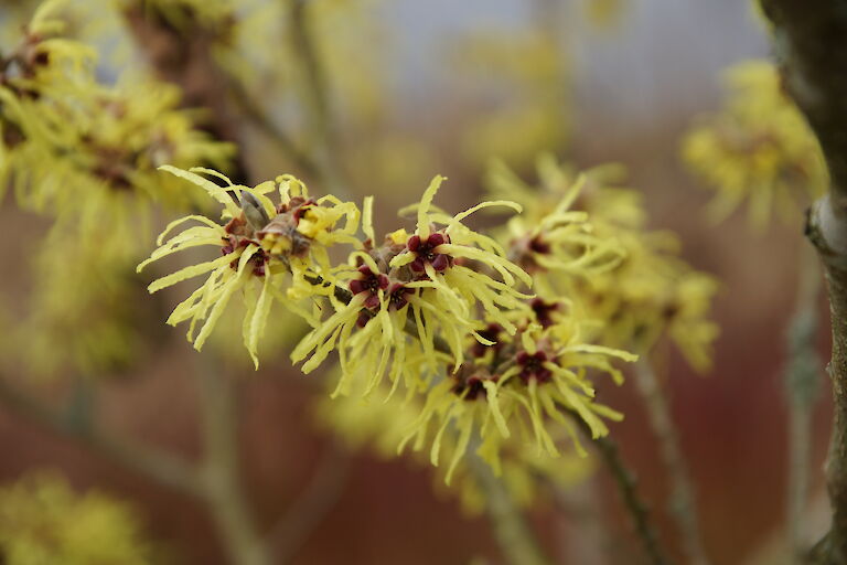 Hamamelis intermedia 'Sunburst'