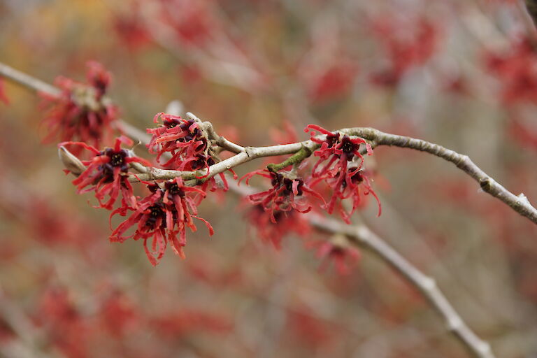 Hamamelis mollis 'Feuerzauber'