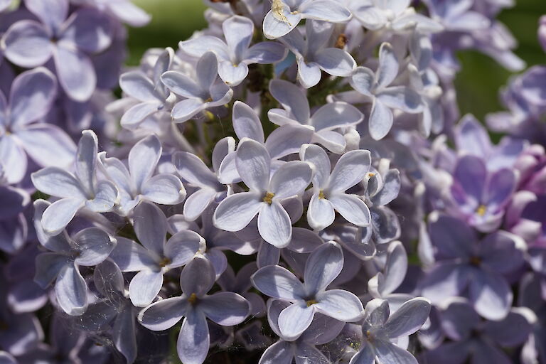 Syringa vulgaris Yankee Doodle