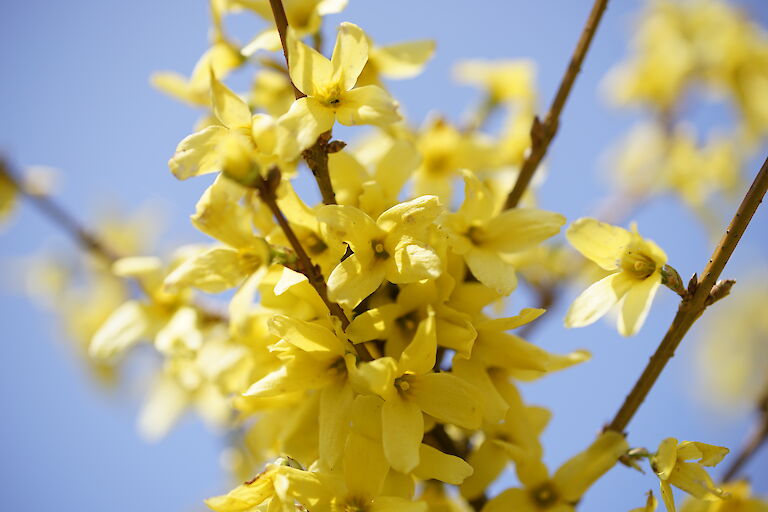 Forsythia intermedia