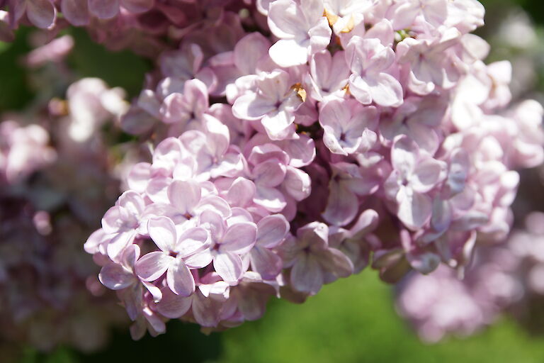 Syringa prestoniae 'Dawn'