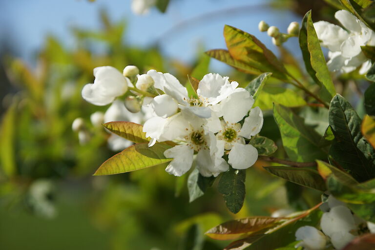 Exochorda serratifolia 'Snow White'