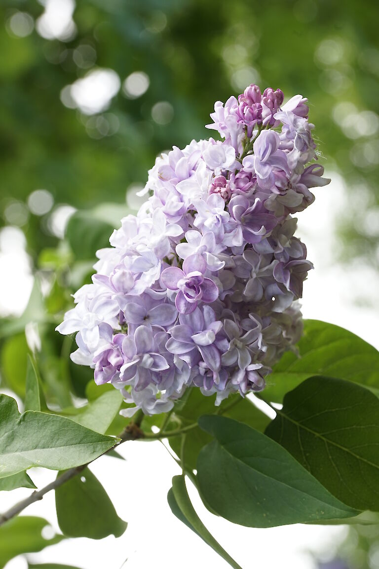 Syringa vulgaris Nadezhda