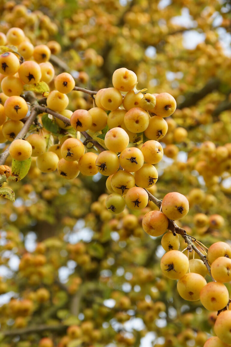 Malus 'Butterball'