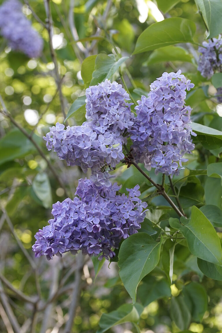 Syringa vulgaris George W. Aldridge