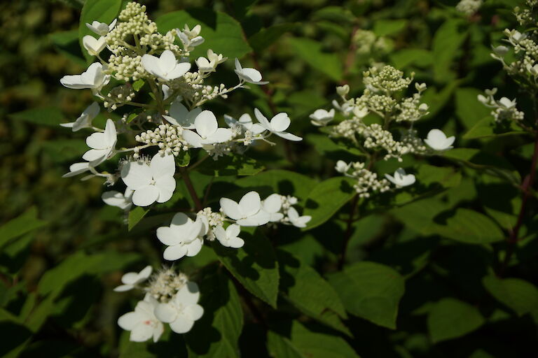 Hydrangea paniculata 'Pink Diamond'